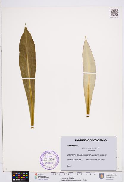 Robinsonia thurifera [Espécimen: ]