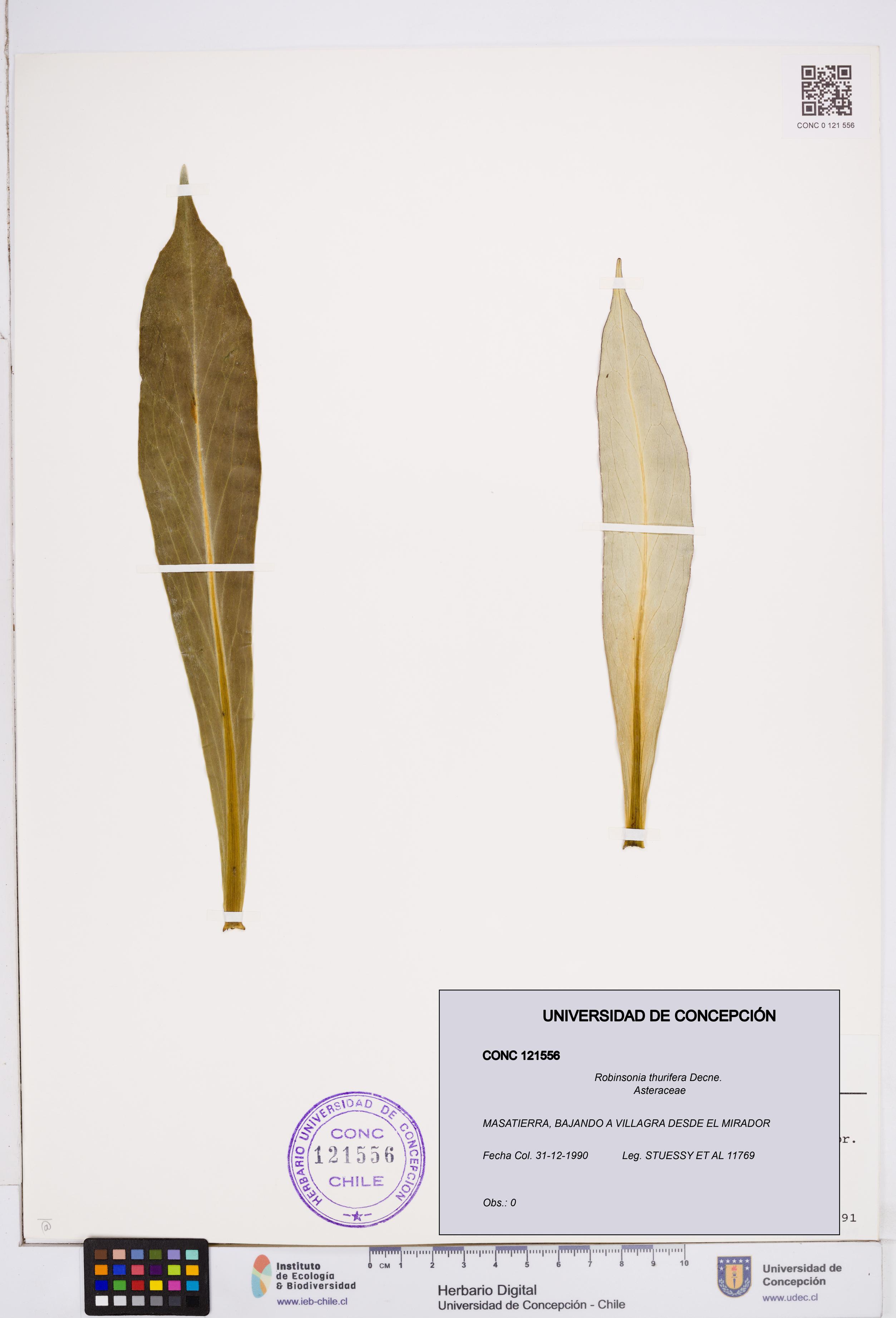 Robinsonia thurifera [Espécimen: ]