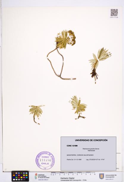 Robinsonia gracilis [Espécimen: ]