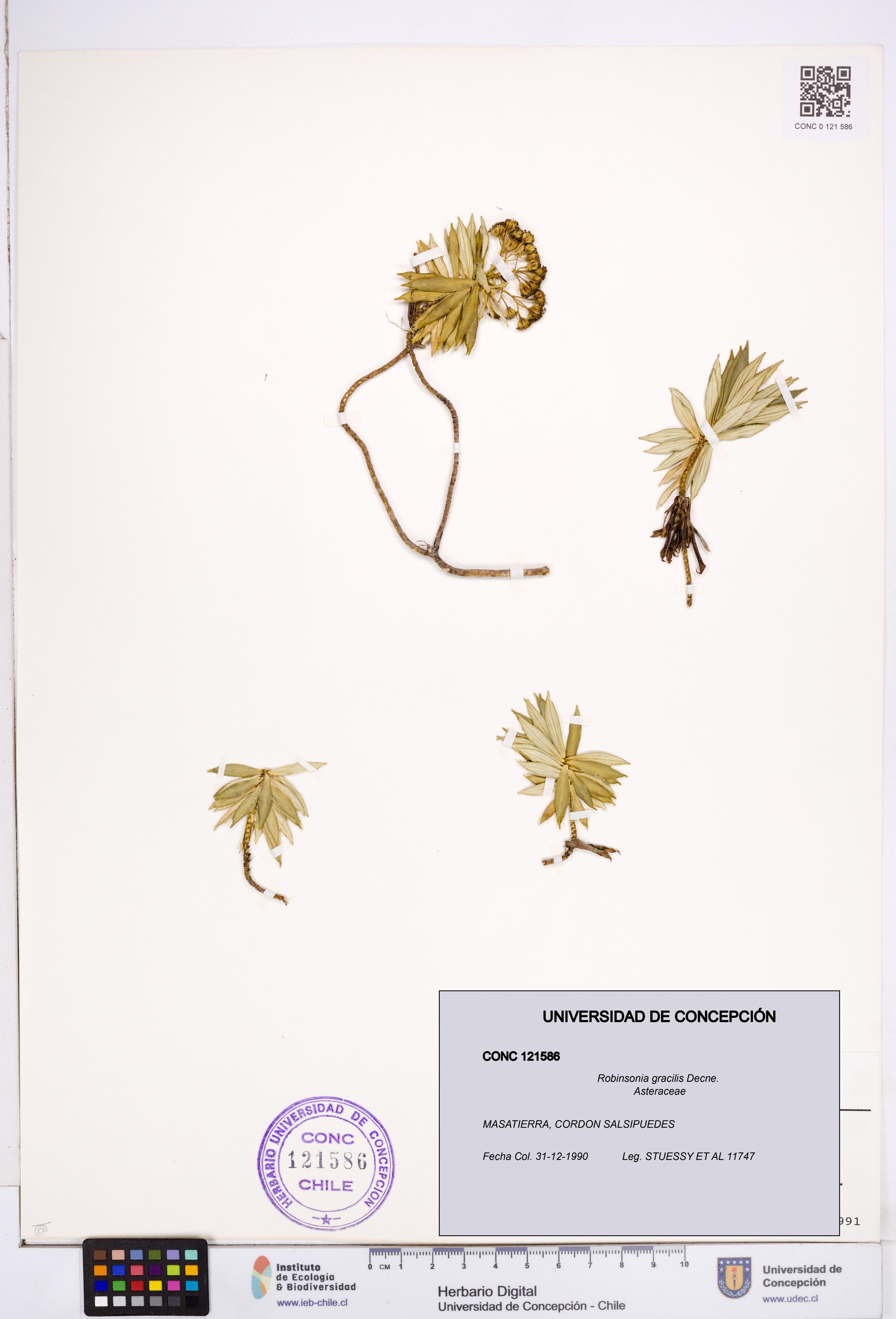 Robinsonia gracilis [Espécimen: ]