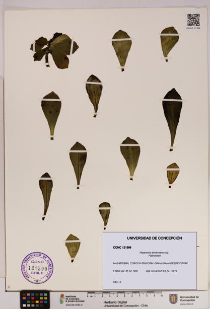 Peperomia berteroana [Espécimen: UDEC:CONC:0121599]