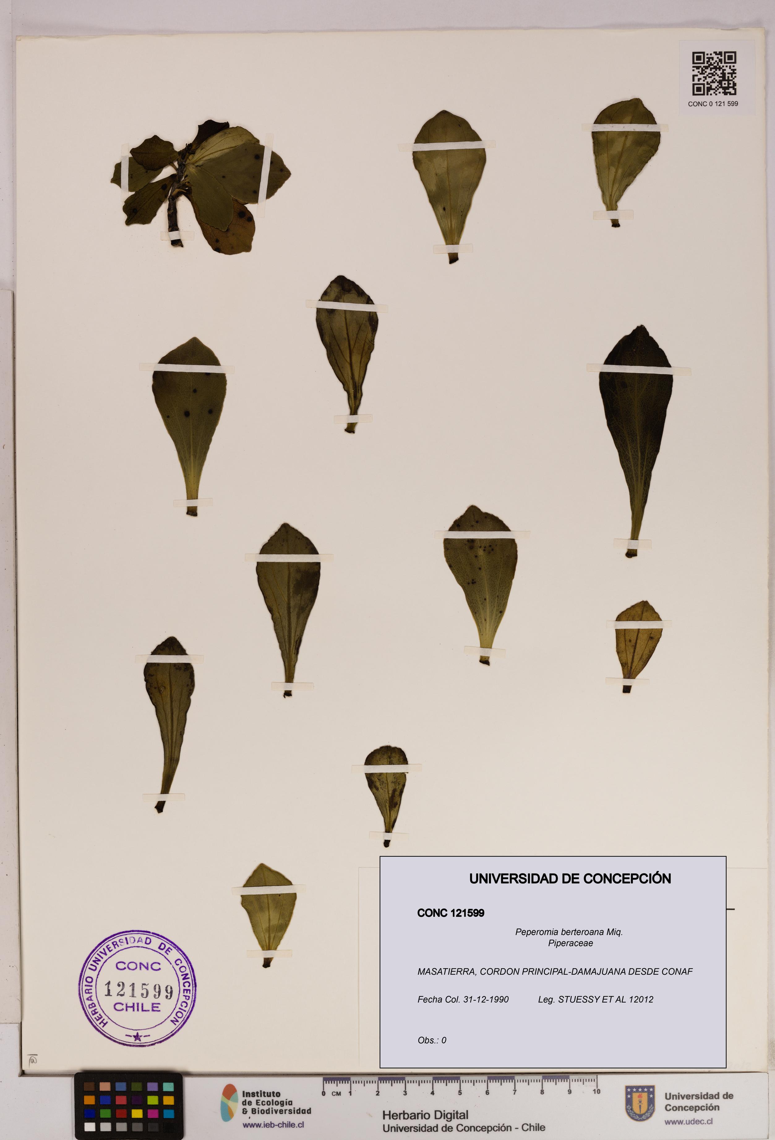 Peperomia berteroana [Espécimen: UDEC:CONC:0121599]