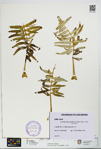 Dendroseris pinnata [Espécimen: UDEC:CONC:0121601]
