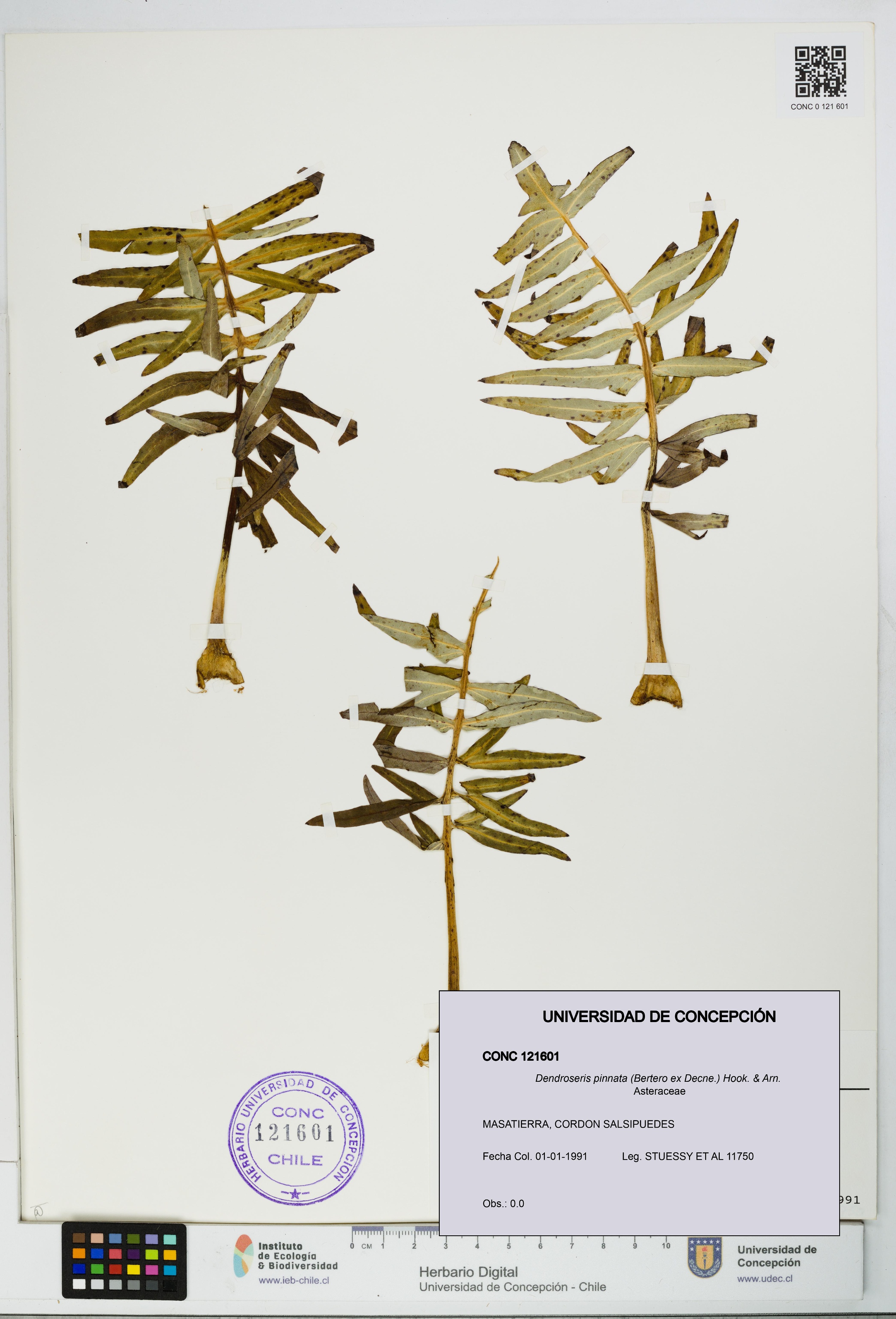 Dendroseris pinnata [Espécimen: UDEC:CONC:0121601]