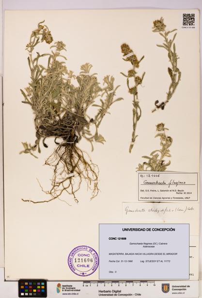 Gamochaeta filaginea [Espécimen: UDEC:CONC:0121606]