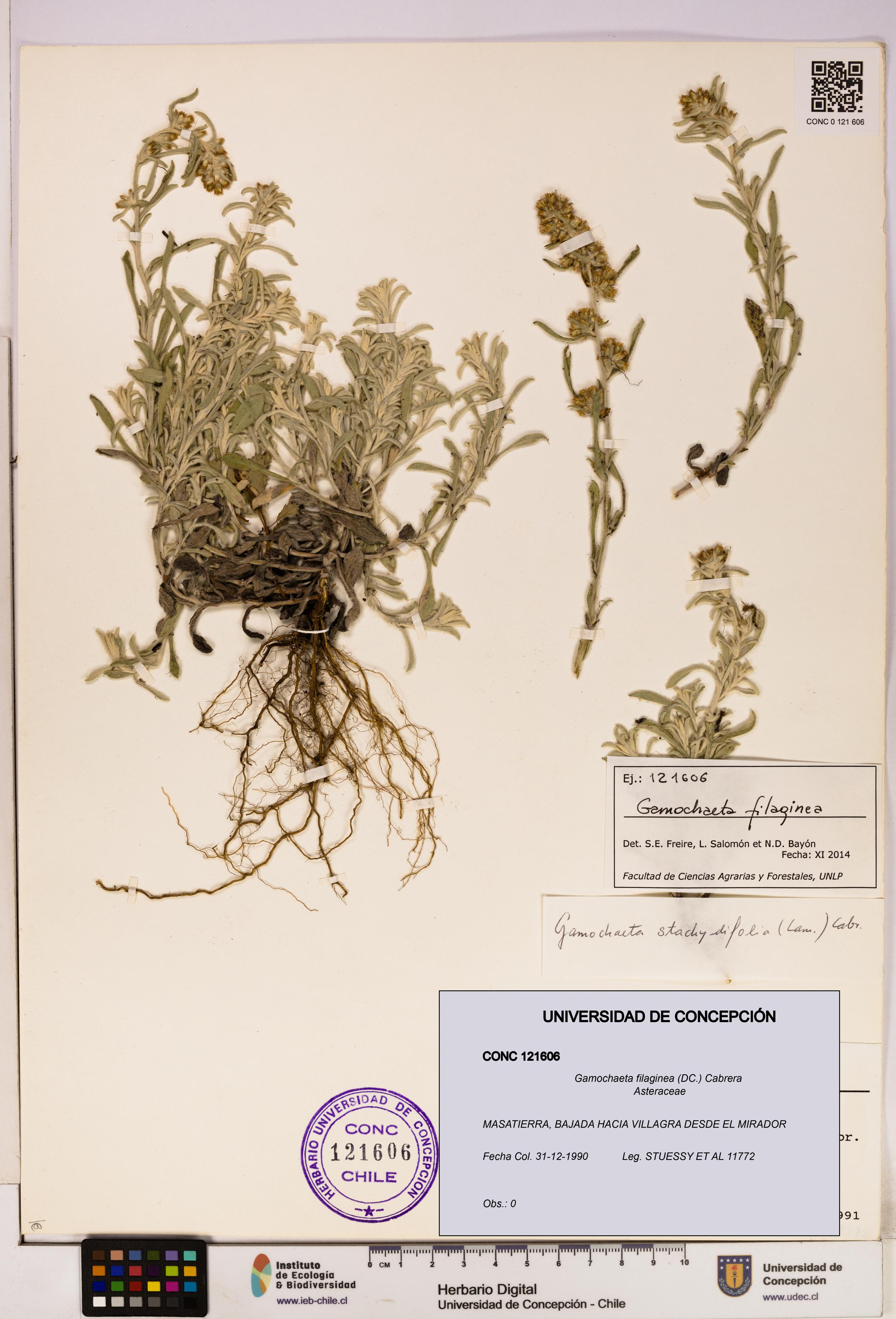 Gamochaeta filaginea [Espécimen: UDEC:CONC:0121606]
