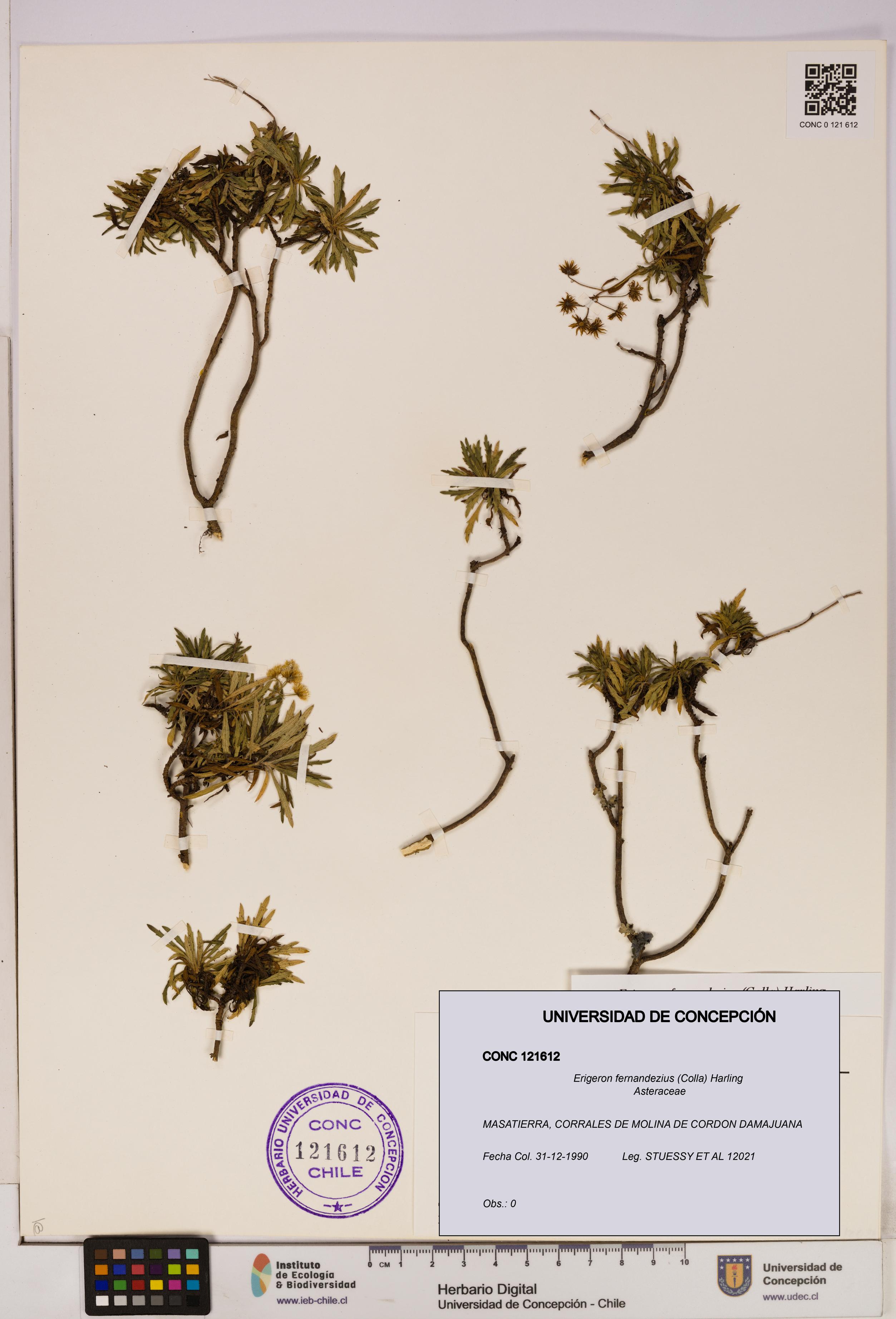 Erigeron fernandezius [Espécimen: UDEC:CONC:0121612]