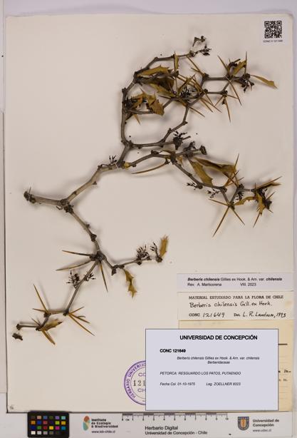 Berberis chilensis var. chilensis [Espécimen: UDEC:CONC:0121649]