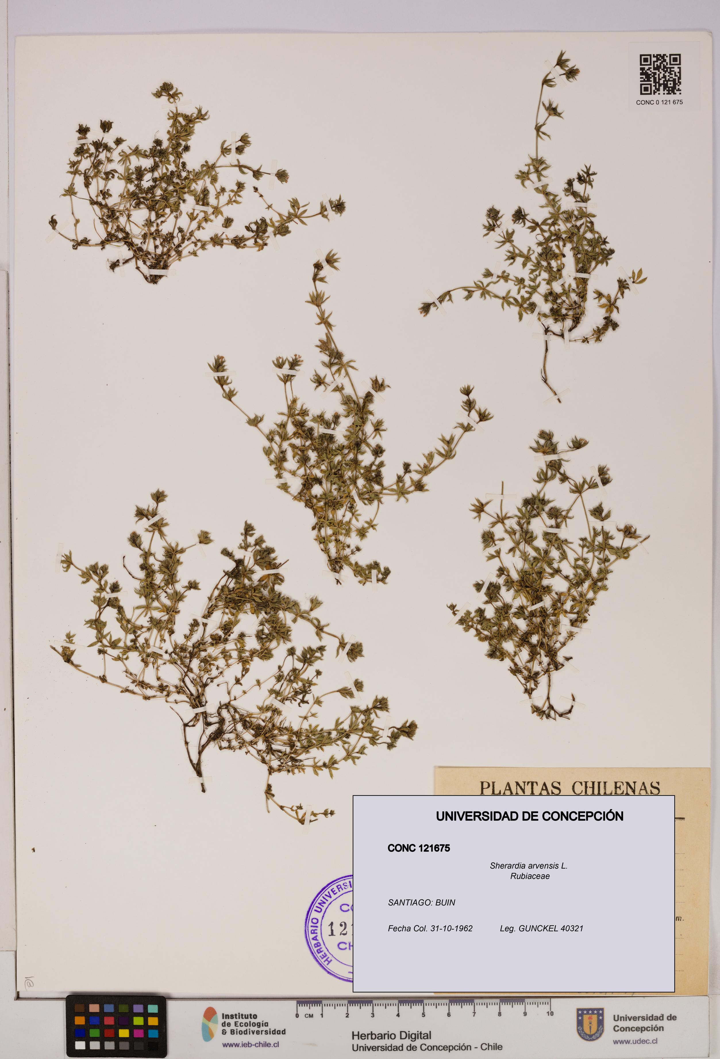Sherardia arvensis [Espécimen: UDEC:CONC:0121675]