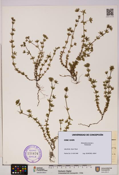 Sherardia arvensis [Espécimen: UDEC:CONC:0121676]