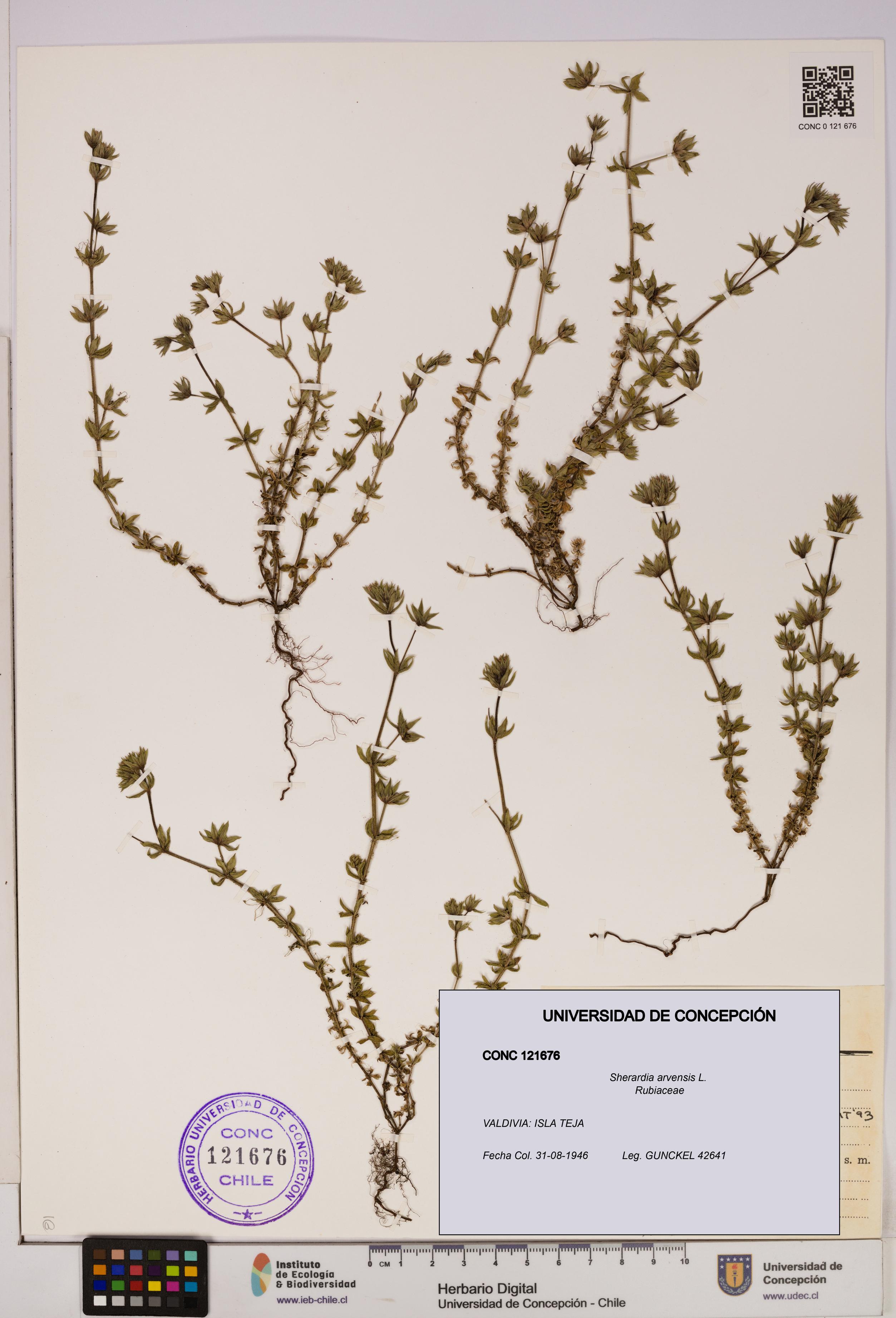 Sherardia arvensis [Espécimen: UDEC:CONC:0121676]