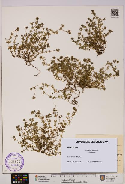 Sherardia arvensis [Espécimen: UDEC:CONC:0121677]