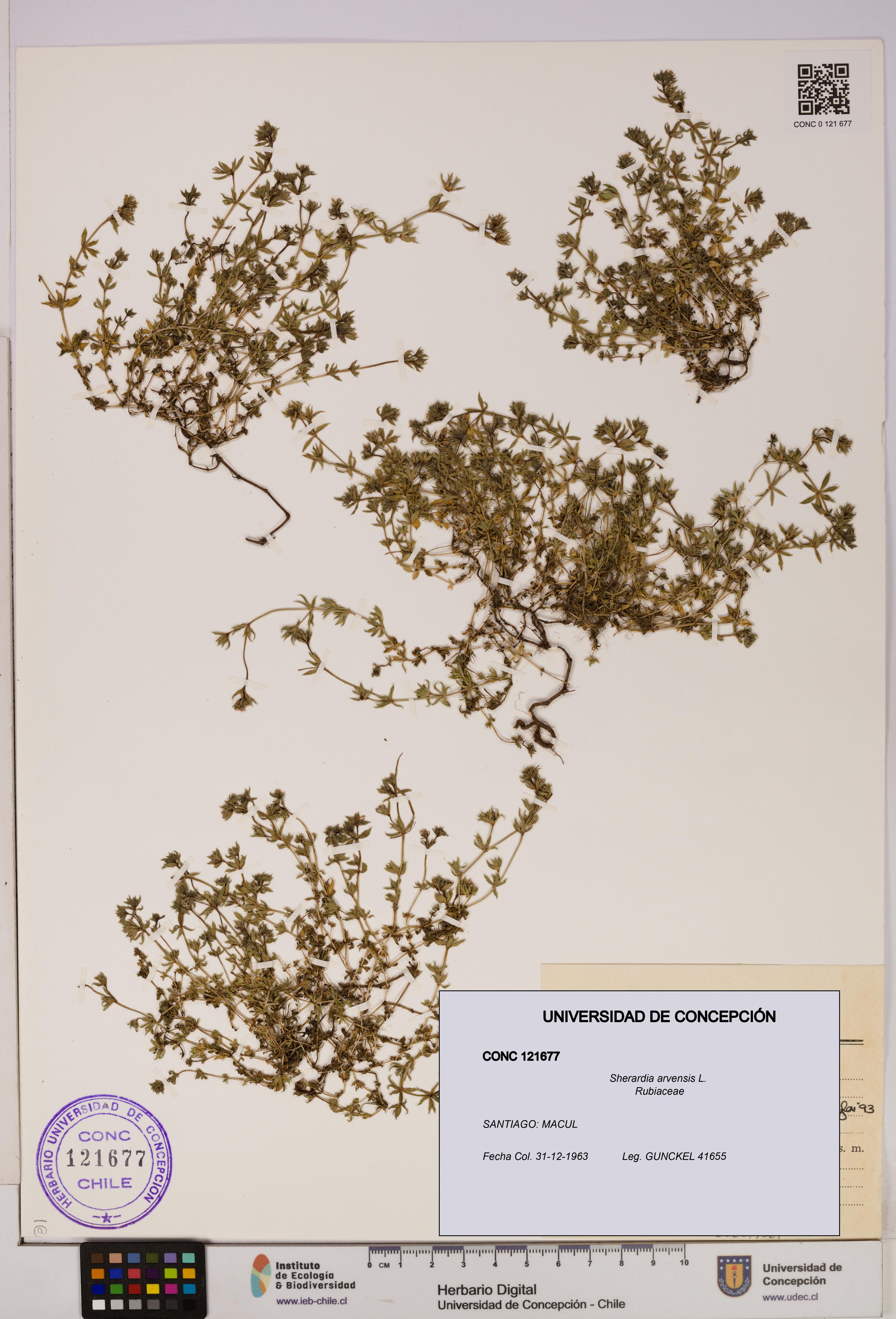 Sherardia arvensis [Espécimen: UDEC:CONC:0121677]