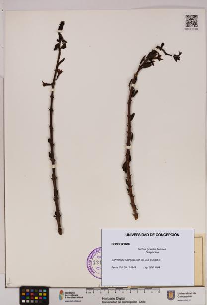 Fuchsia lycioides [Espécimen: UDEC:CONC:0121686]