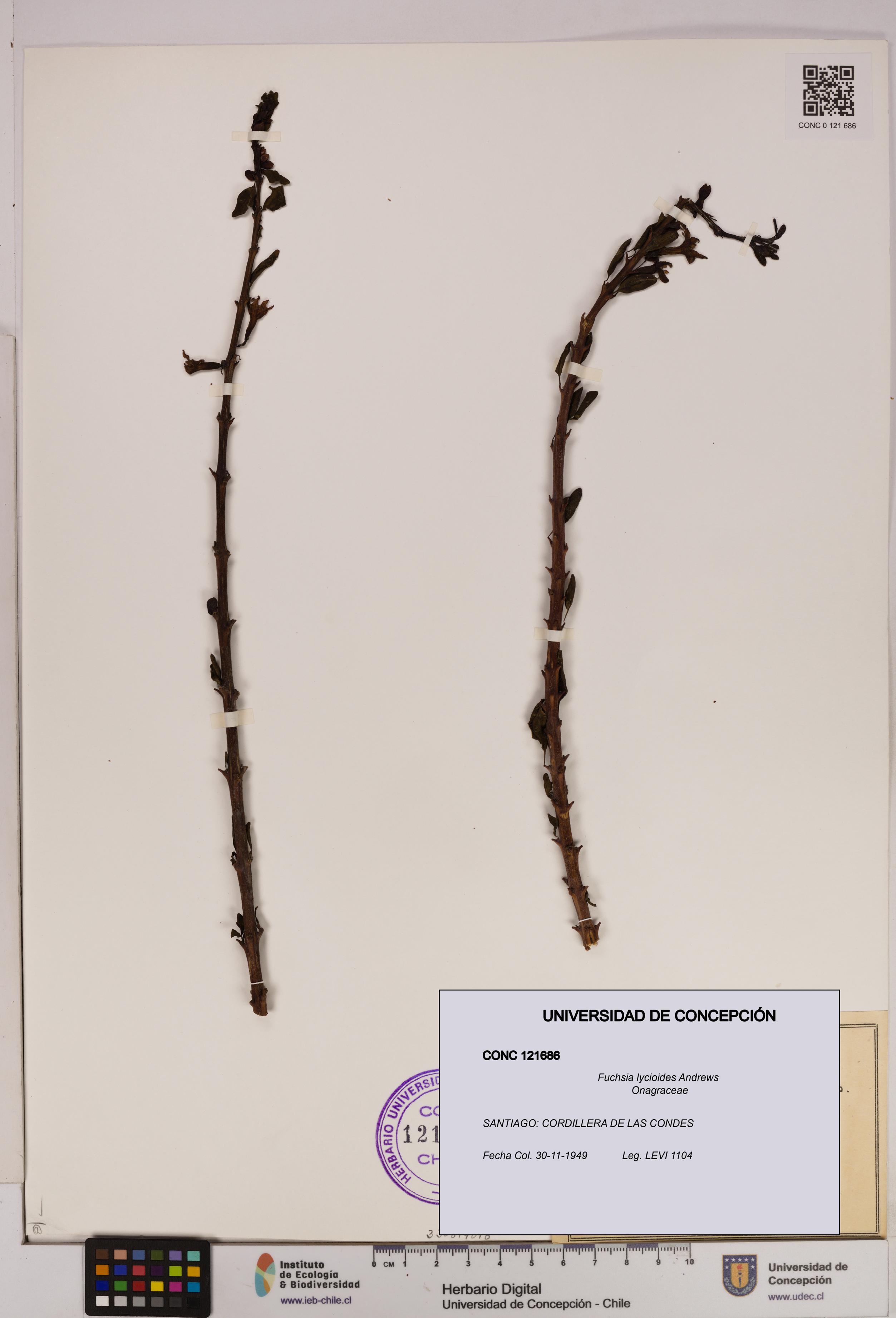 Fuchsia lycioides [Espécimen: UDEC:CONC:0121686]