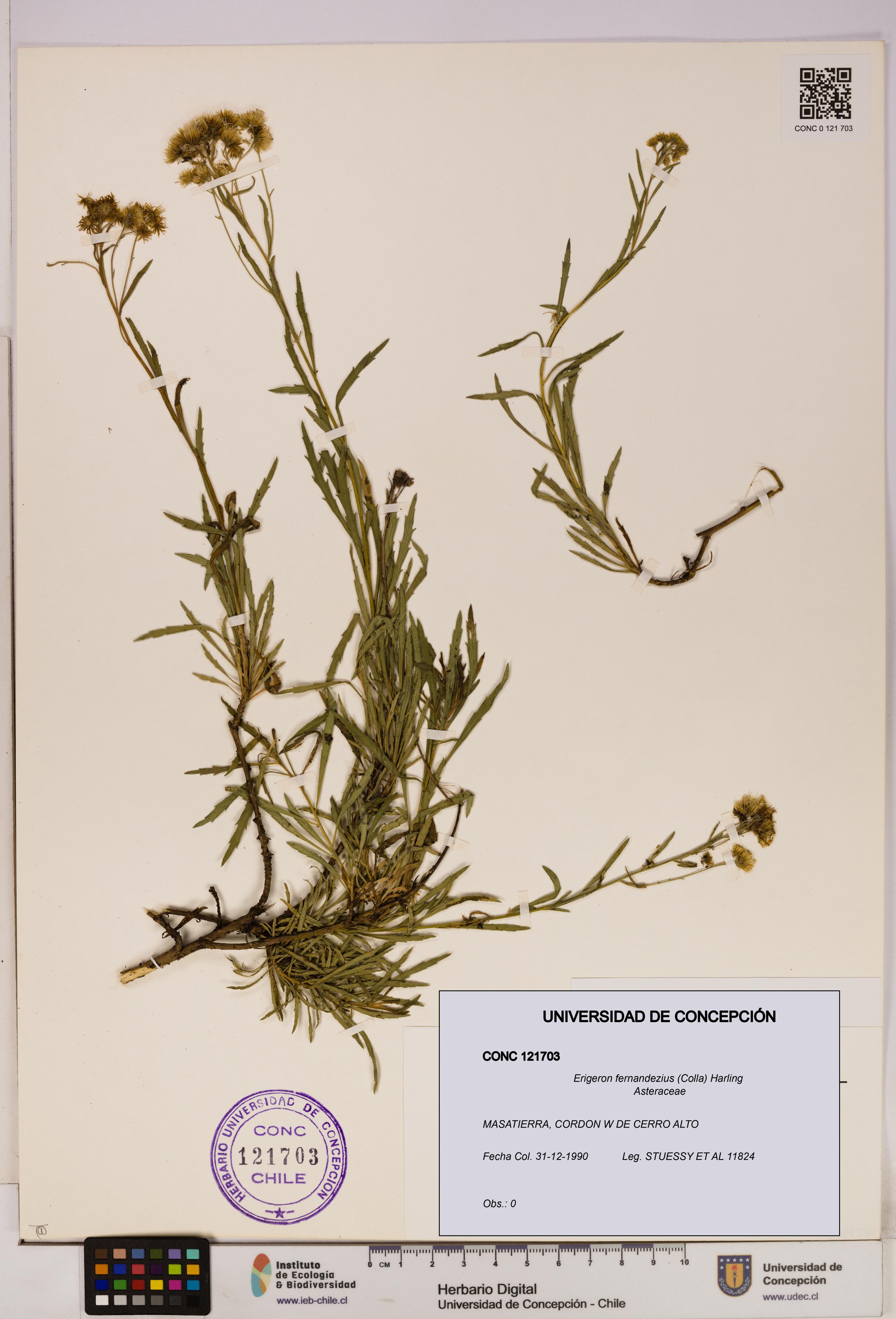 Erigeron fernandezius [Espécimen: UDEC:CONC:0121703]