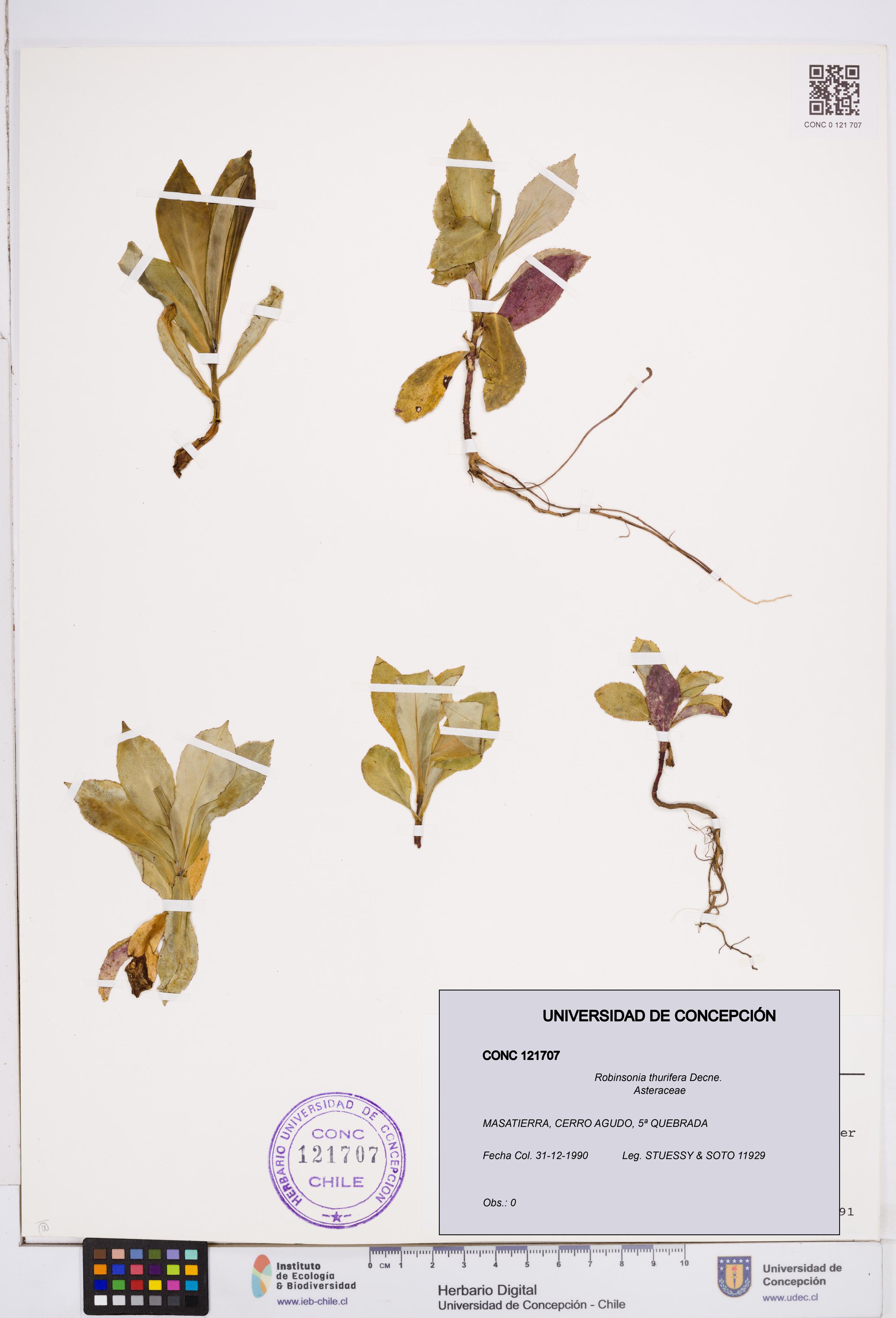 Robinsonia thurifera [Espécimen: ]