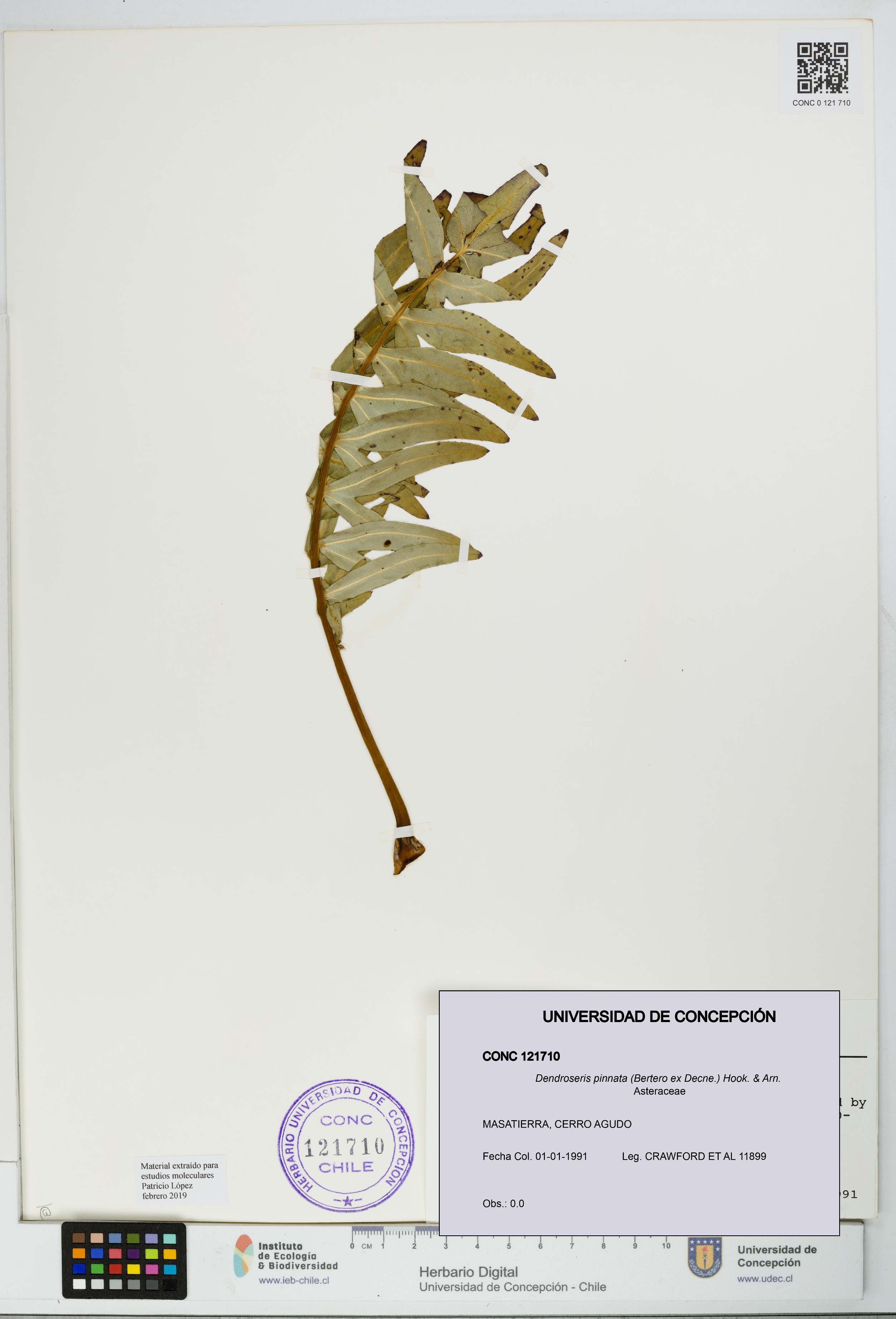 Dendroseris pinnata [Espécimen: UDEC:CONC:0121710]