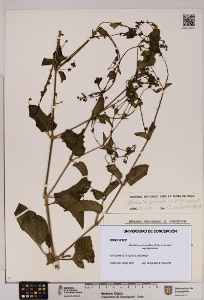 Mirabilis prostrata [Espécimen: UDEC:CONC:0121721]