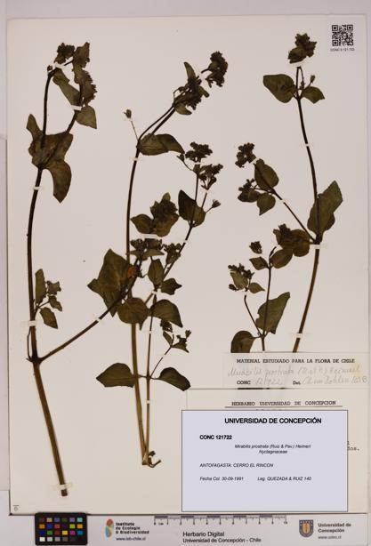 Mirabilis prostrata [Espécimen: UDEC:CONC:0121722]