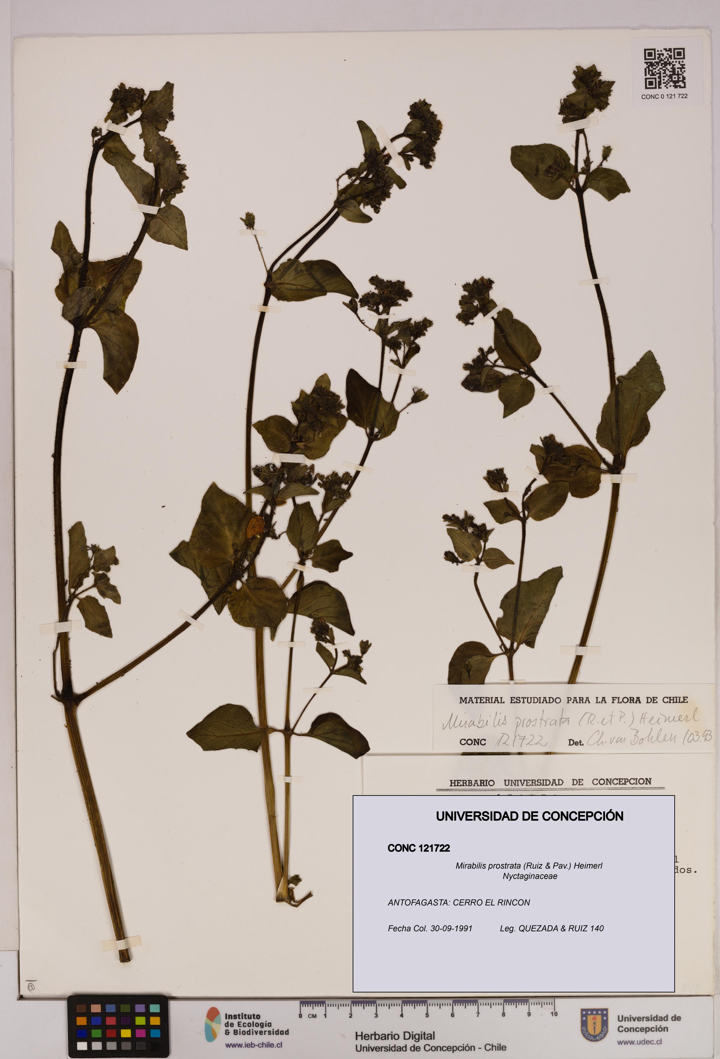 Mirabilis prostrata [Espécimen: UDEC:CONC:0121722]
