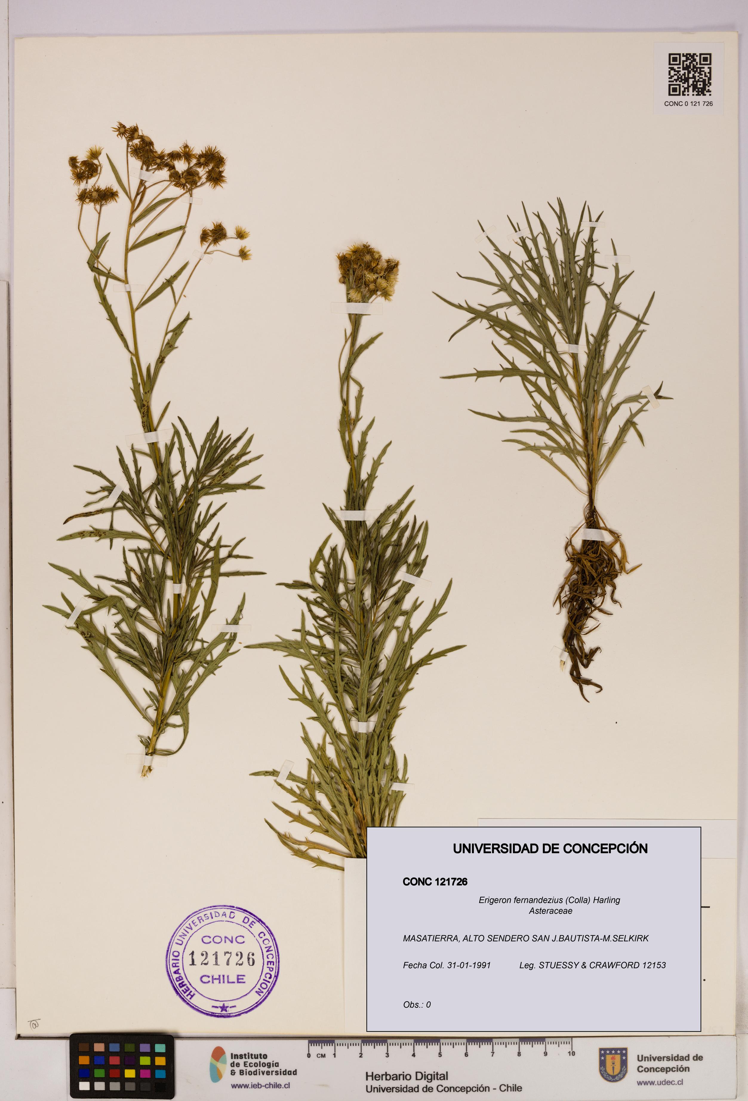 Erigeron fernandezius [Espécimen: UDEC:CONC:0121726]