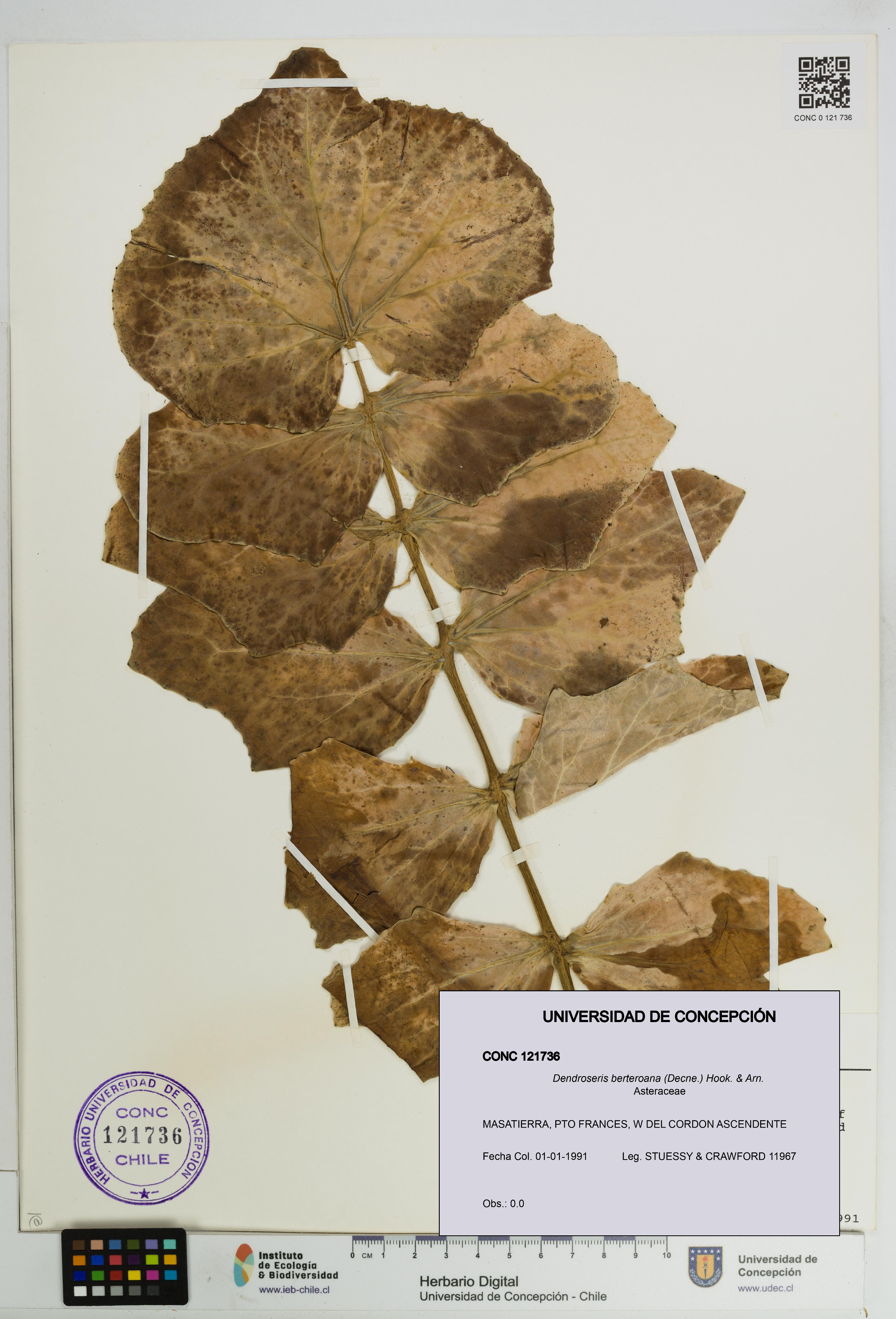 Dendroseris berteroana [Espécimen: UDEC:CONC:0121736]