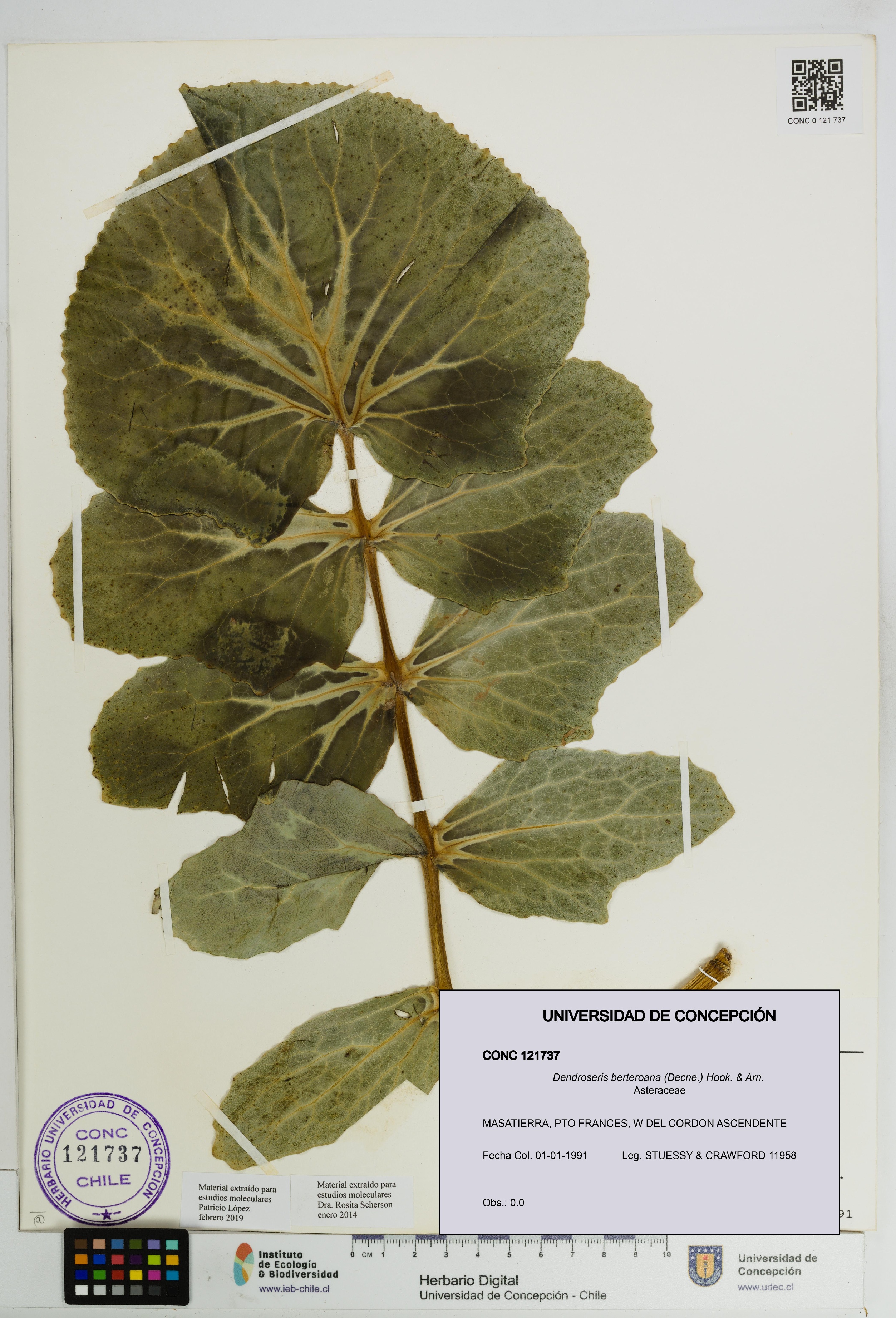 Dendroseris berteroana [Espécimen: UDEC:CONC:0121737]