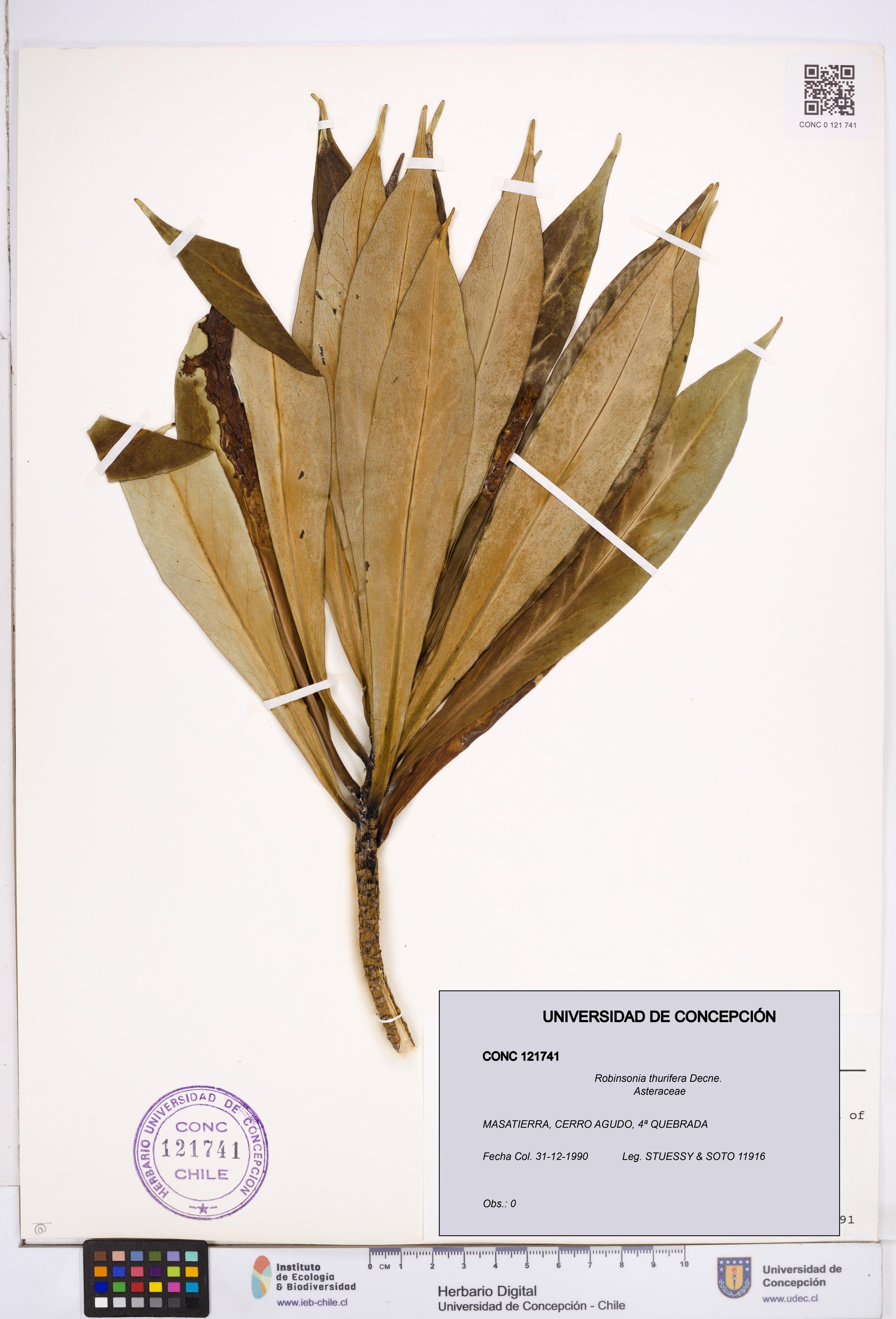 Robinsonia thurifera [Espécimen: ]