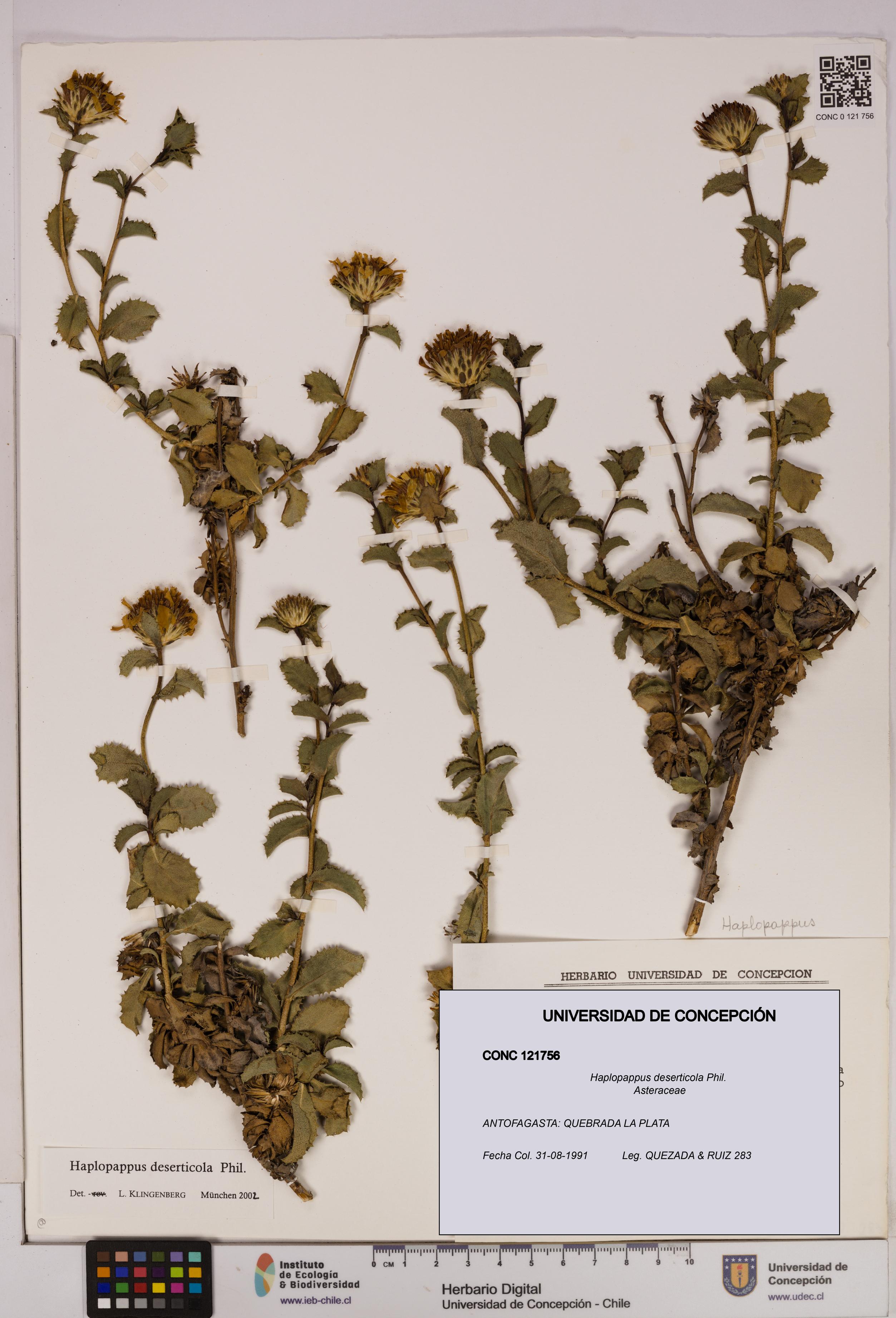 Haplopappus deserticola [Espécimen: UDEC:CONC:0121756]