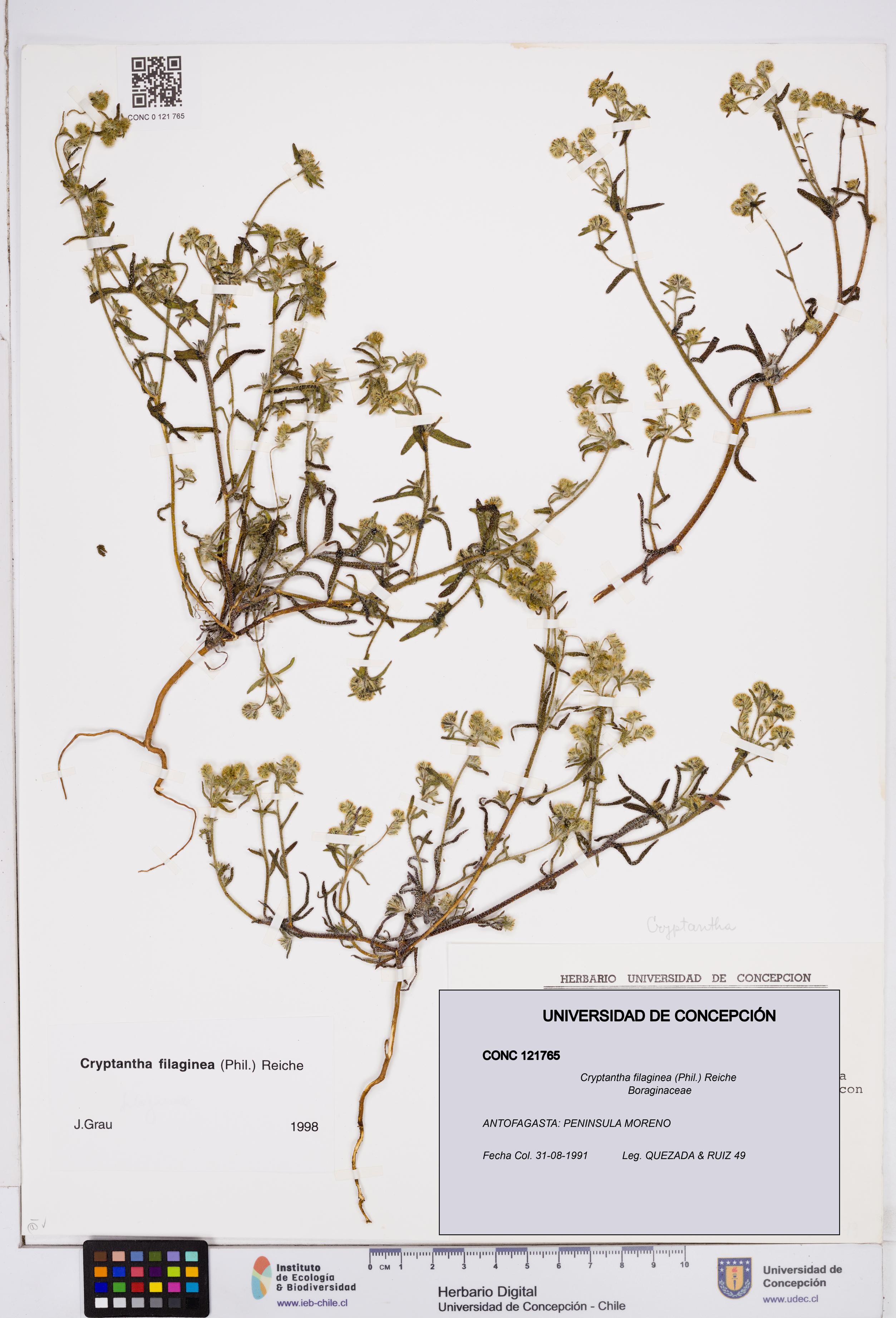 Cryptantha filaginea [Espécimen: ]