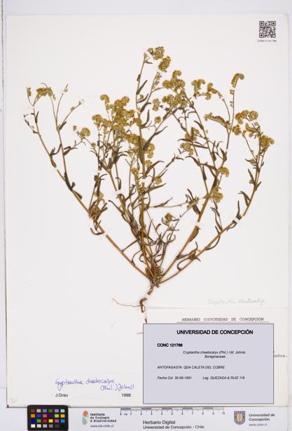 Cryptantha chaetocalyx [Espécimen: ]