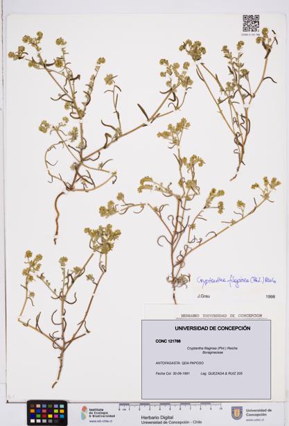 Cryptantha filaginea [Espécimen: ]