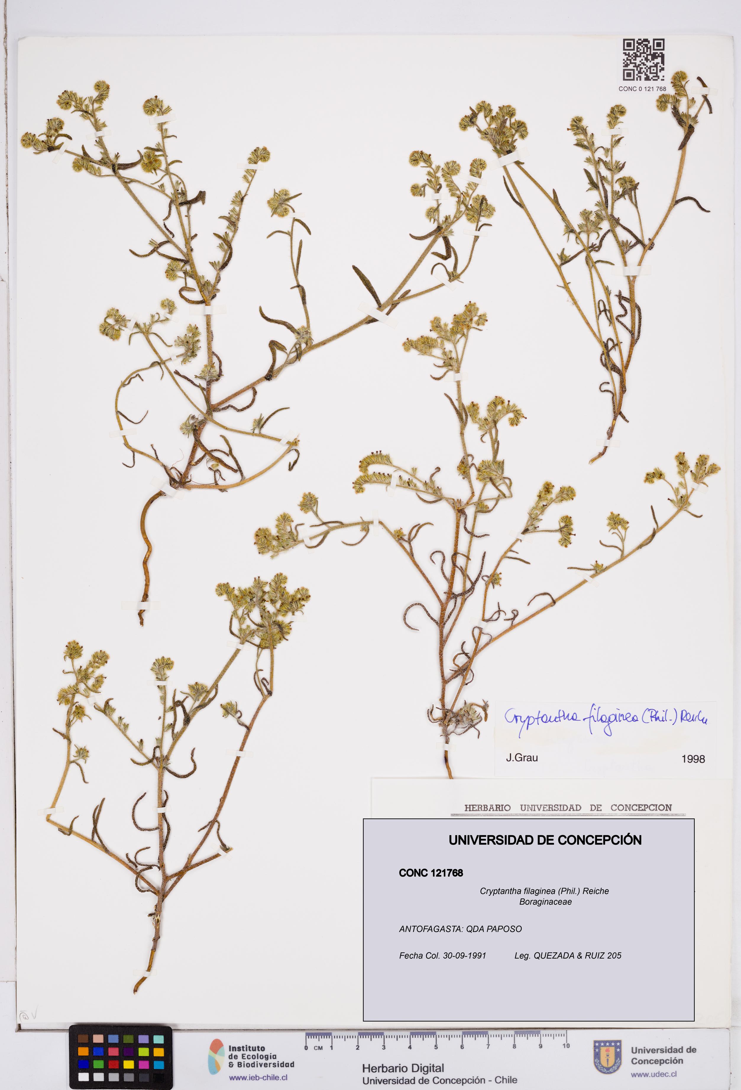 Cryptantha filaginea [Espécimen: ]