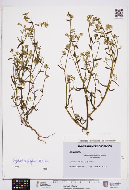 Cryptantha filaginea [Espécimen: ]