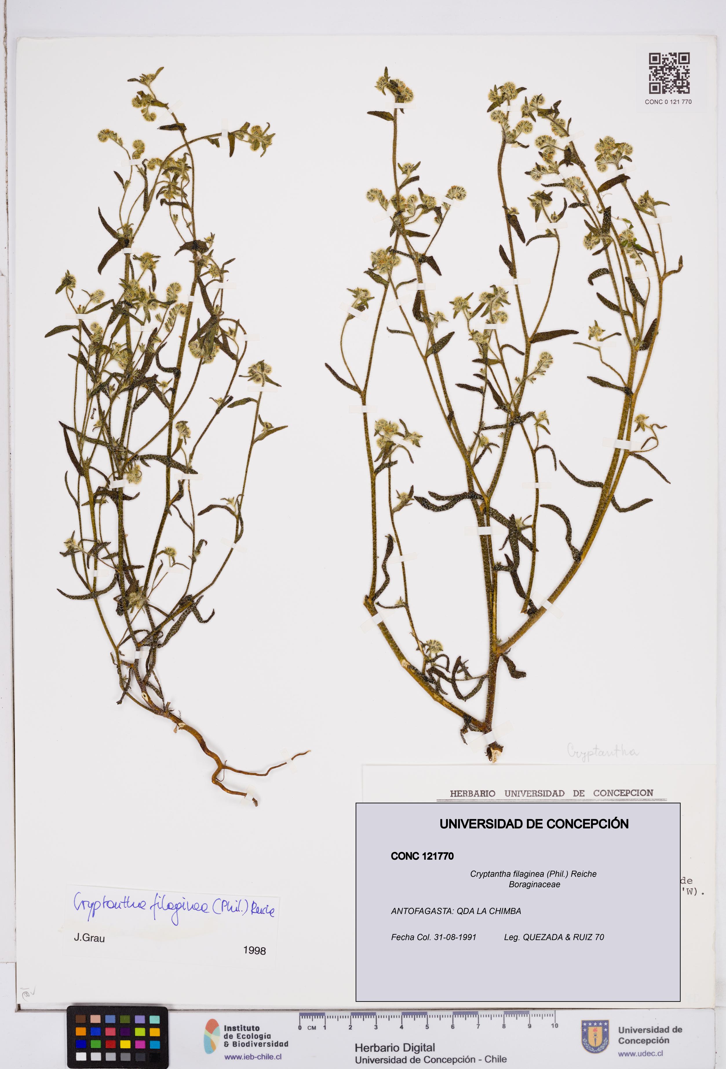 Cryptantha filaginea [Espécimen: ]