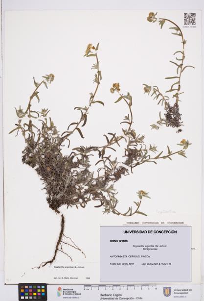 Cryptantha argentea [Espécimen: ]