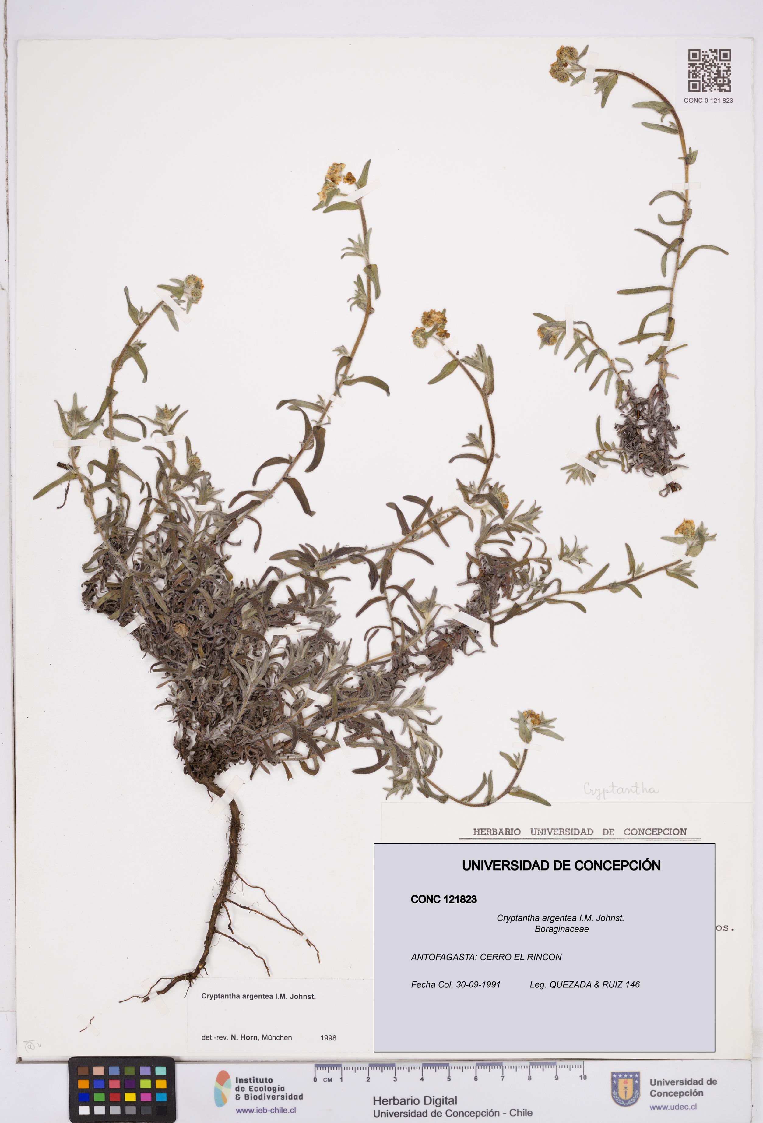 Cryptantha argentea [Espécimen: ]