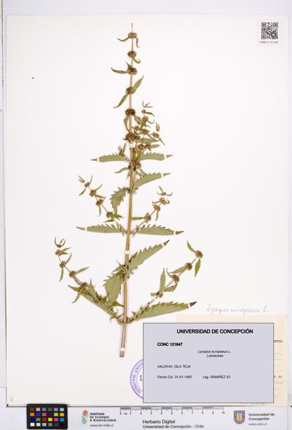 Lycopus europaeus [Espécimen: ]