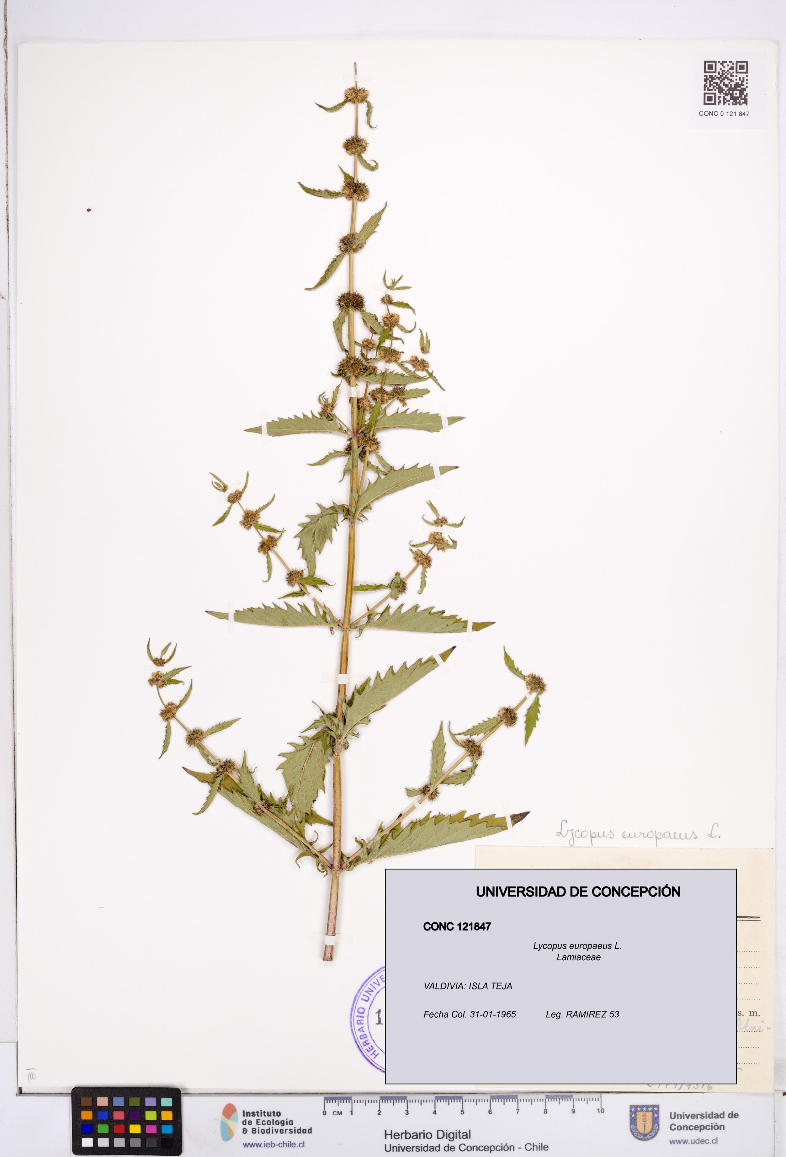 Lycopus europaeus [Espécimen: ]