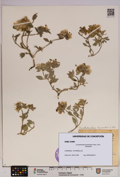 Cruckshanksia hymenodon [Espécimen: UDEC:CONC:0121851]