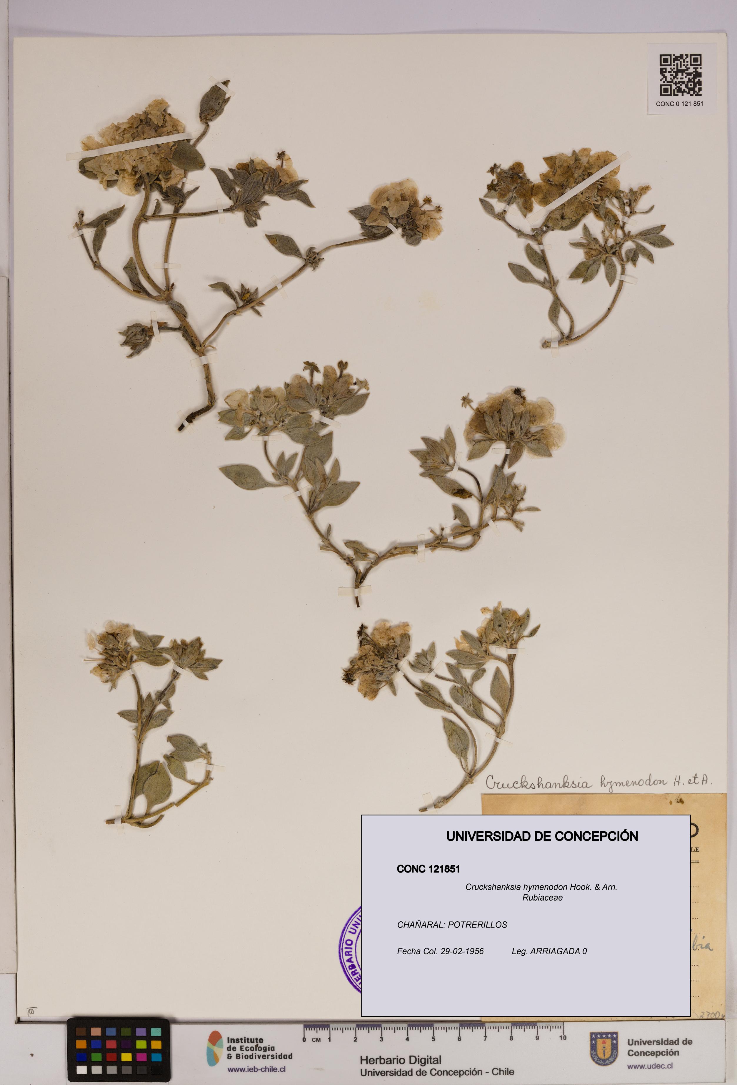 Cruckshanksia hymenodon [Espécimen: UDEC:CONC:0121851]