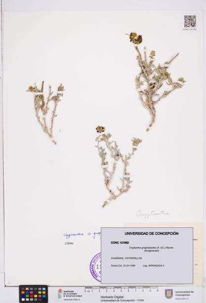 Cryptantha gnaphalioides [Espécimen: ]