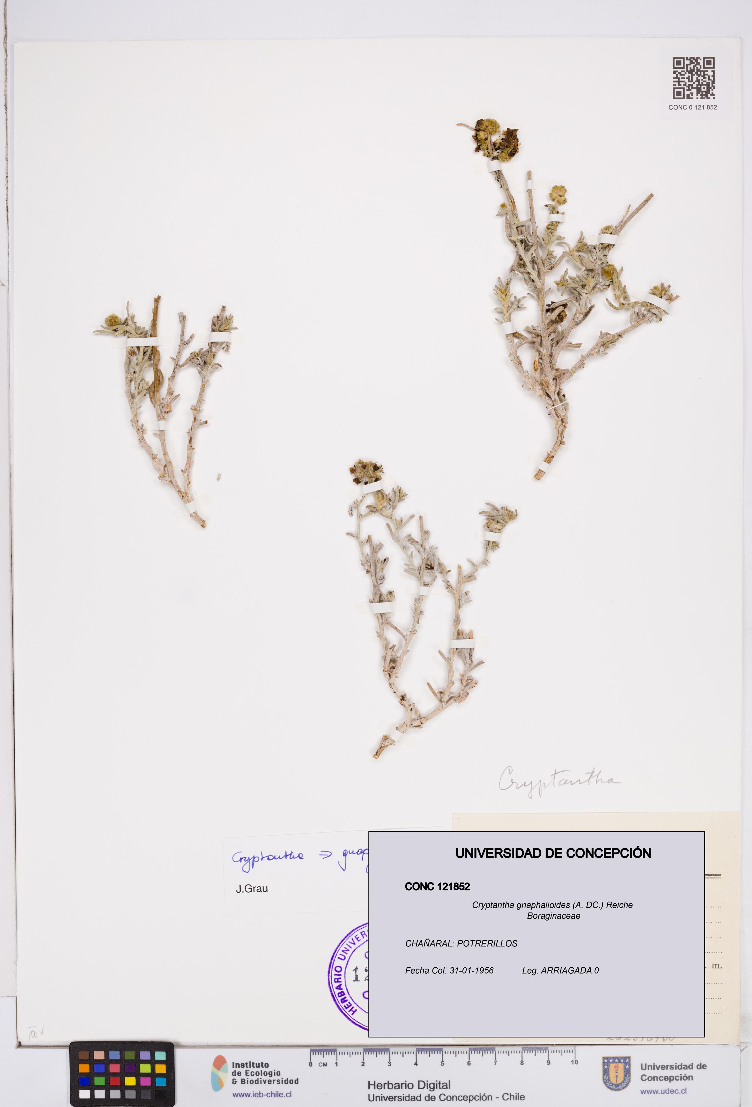 Cryptantha gnaphalioides [Espécimen: ]