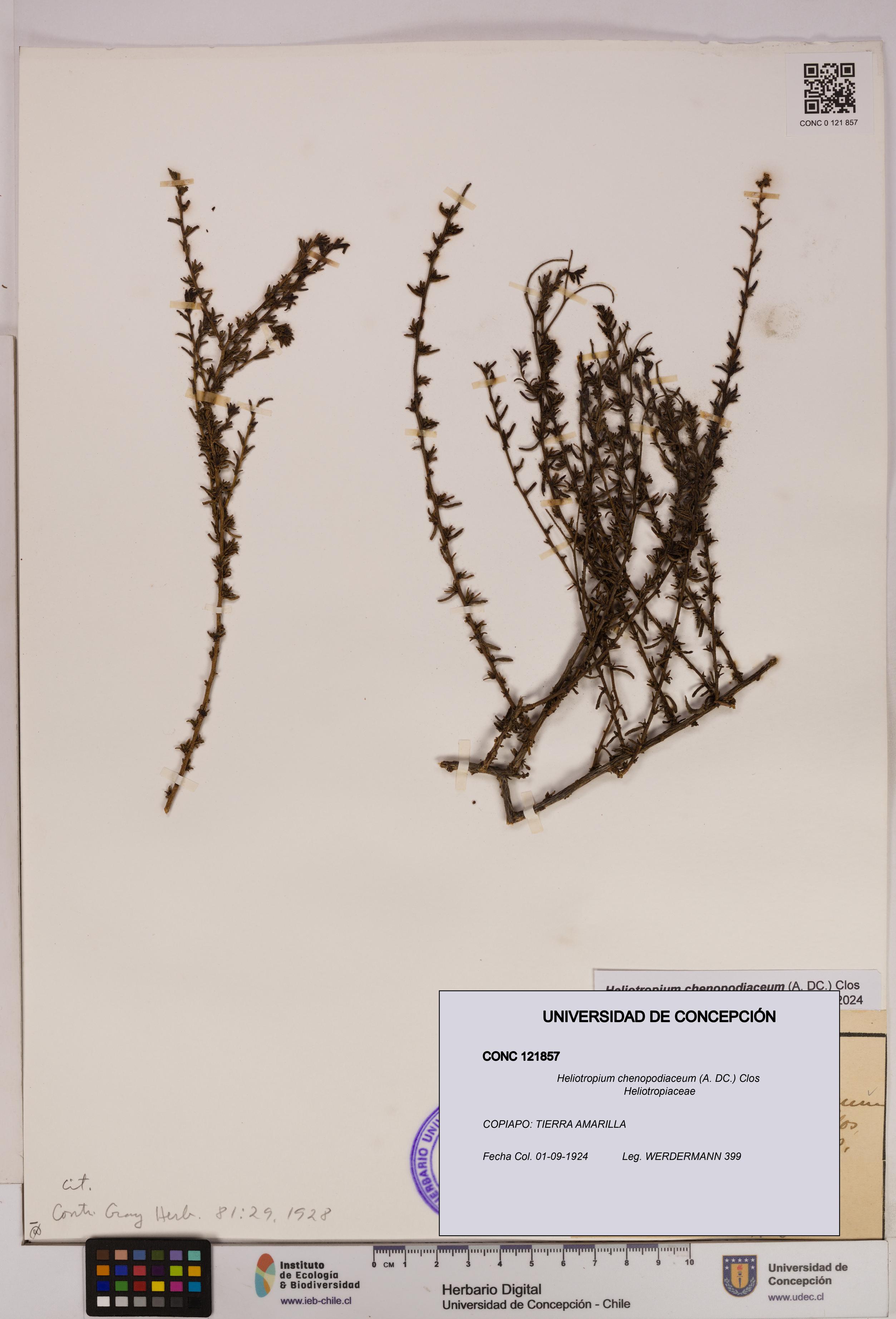 Heliotropium chenopodiaceum [Espécimen: UDEC:CONC:0121857]