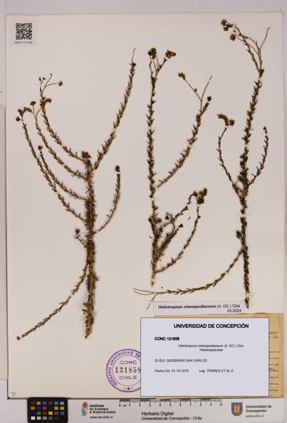 Heliotropium chenopodiaceum [Espécimen: UDEC:CONC:0121858]