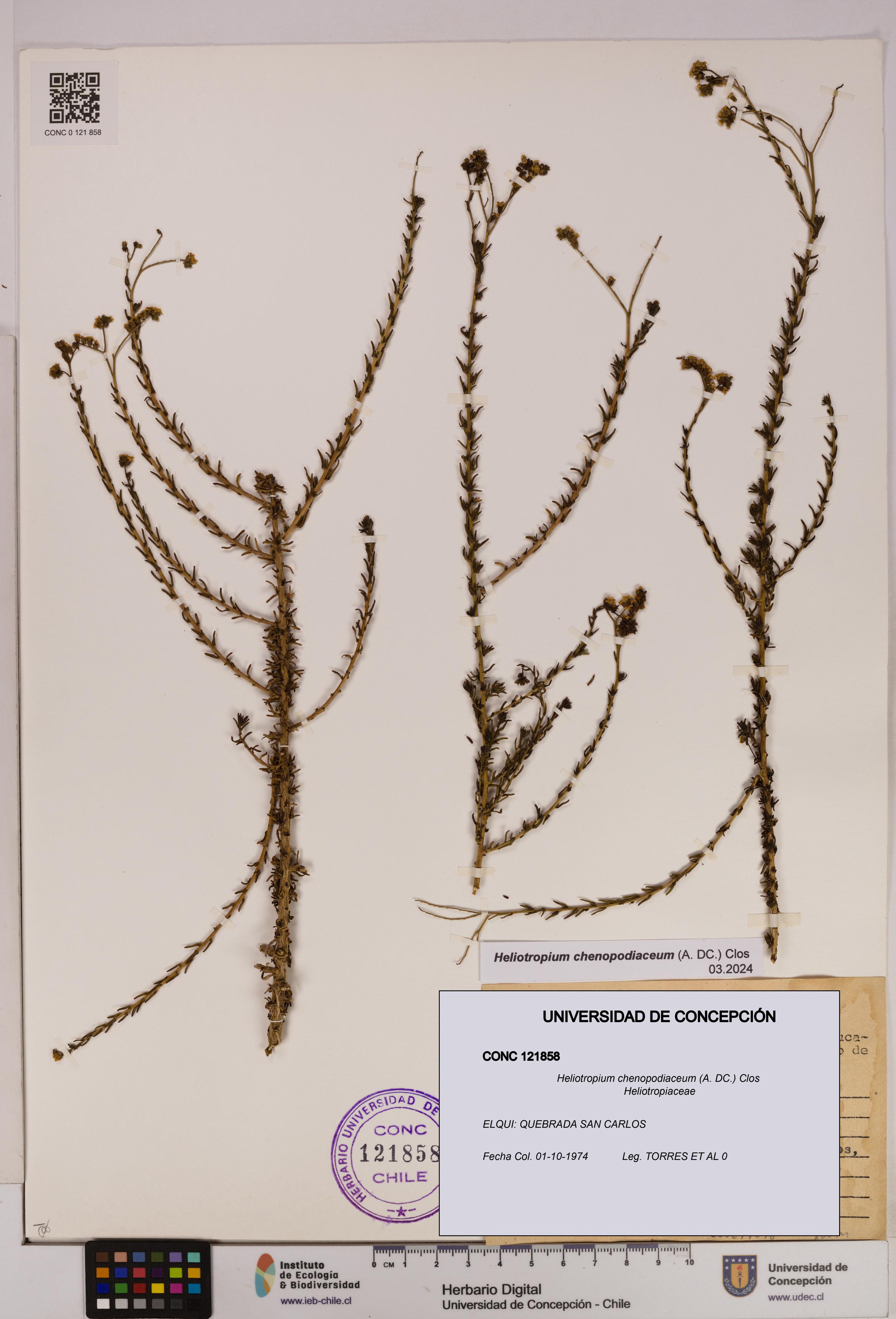 Heliotropium chenopodiaceum [Espécimen: UDEC:CONC:0121858]