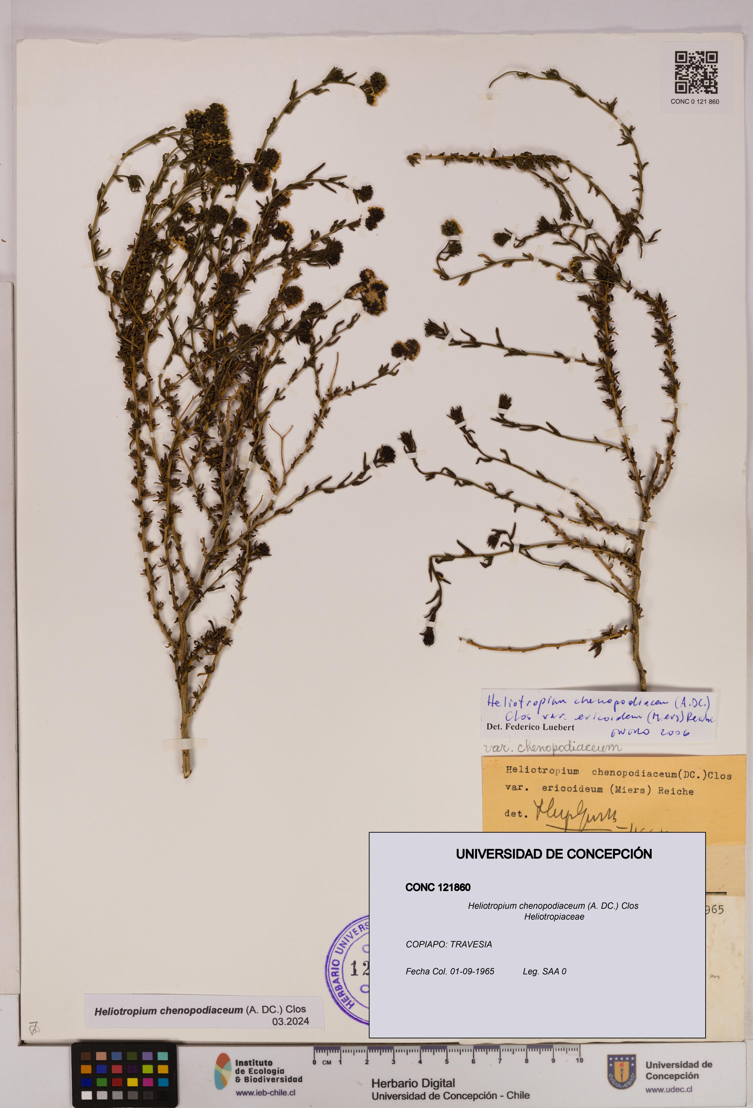 Heliotropium chenopodiaceum [Espécimen: UDEC:CONC:0121860]