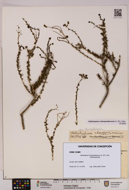 Heliotropium chenopodiaceum [Espécimen: UDEC:CONC:0121861]