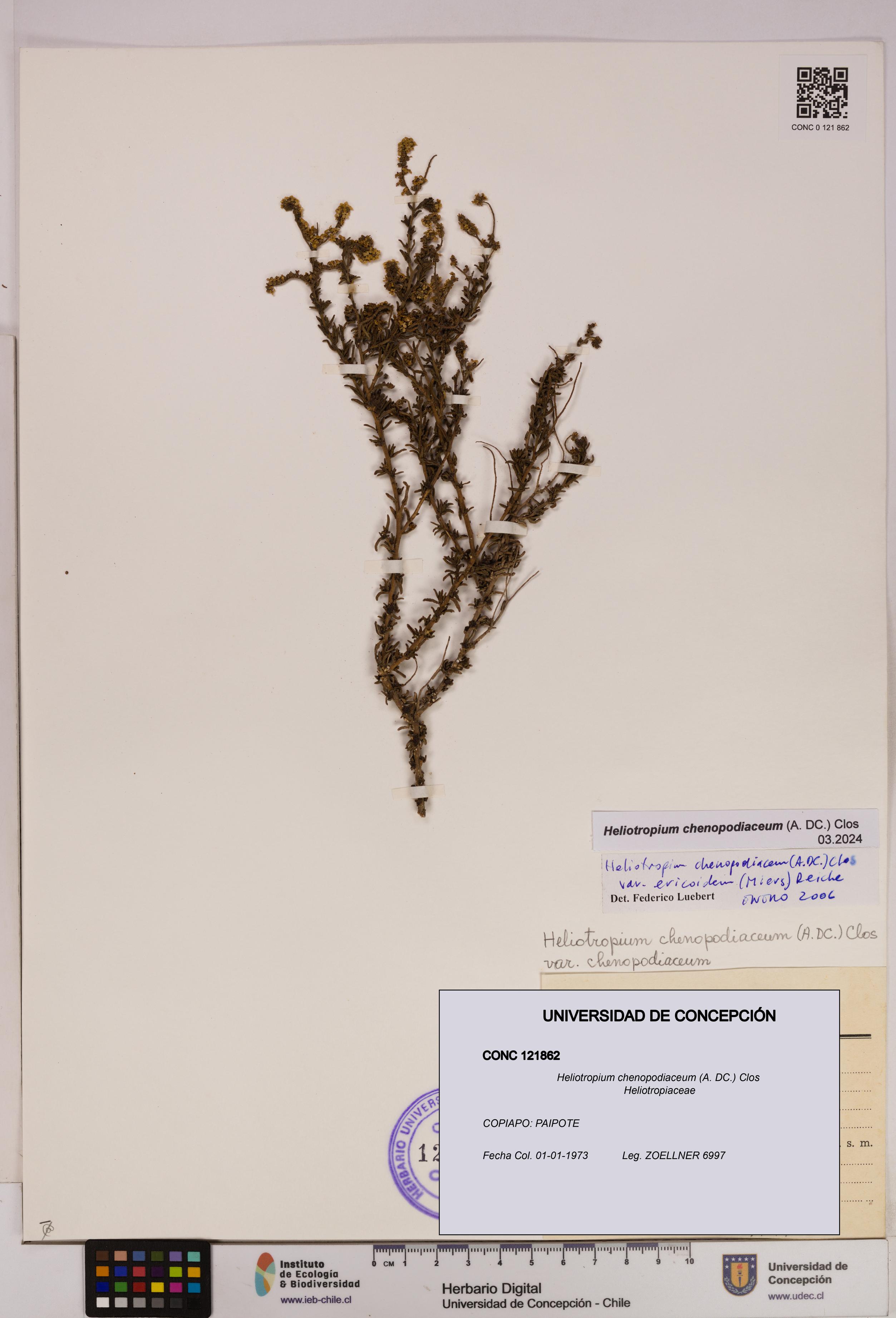 Heliotropium chenopodiaceum [Espécimen: UDEC:CONC:0121862]